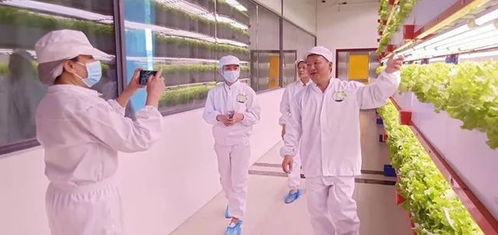 看菜不是菜,看菜還是菜 探訪湖南省國際稻都農(nóng)業(yè)技術研究院新型智慧蔬菜工廠